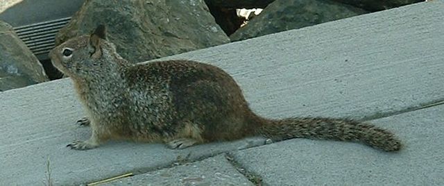 Cuyamaca Rancho State Park - Wikipedia