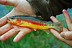 Thumbnail for Golden trout