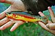 Golden trout