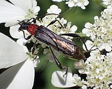 Callimoxys gracilis Гърция.jpg