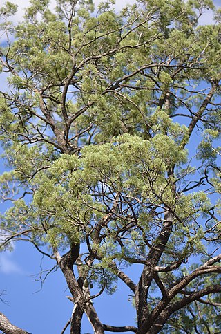 <i>Callitris columellaris</i> Species of conifer