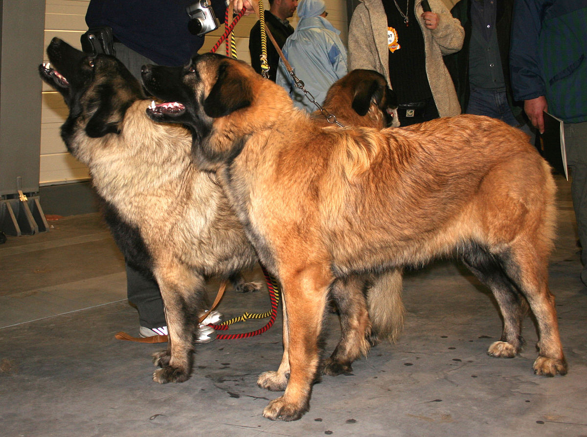 Serra da estrelahund Wikipedia