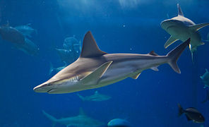 Sandbar shark (Carcharhinus plumbeus).