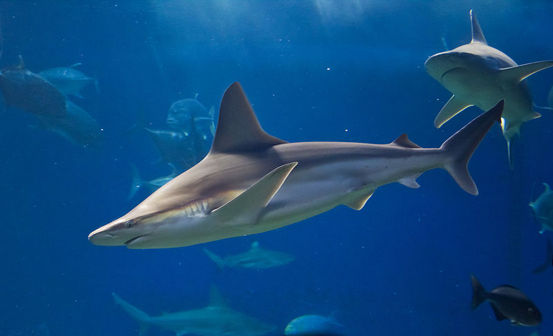 File:Carcharhinus plumbeus maui ocean center.jpg