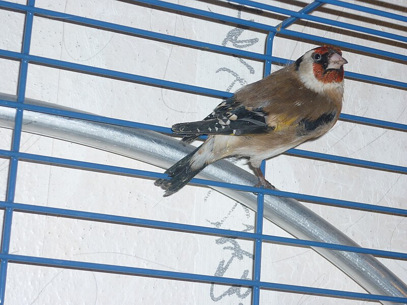 File:Carduelis Carduelis in cage 2012 Yekaterinburg.JPG