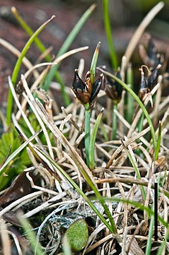 Description de l'image Carex acicularis Boott (AM AK331054-1).jpg.