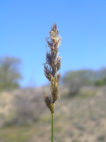 File:Carex ligerica.JPG