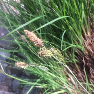 <i>Carex nudata</i> Species of grass-like plant