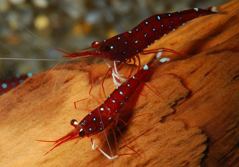 File:Caridina-dennerli.jpg