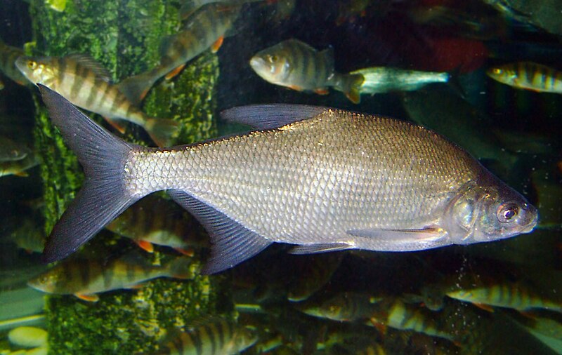 Pole Fishing Bream Fisherman Holding Common Breams Catch Fish Freshwater  Stock Photo by ©sablin 237712850