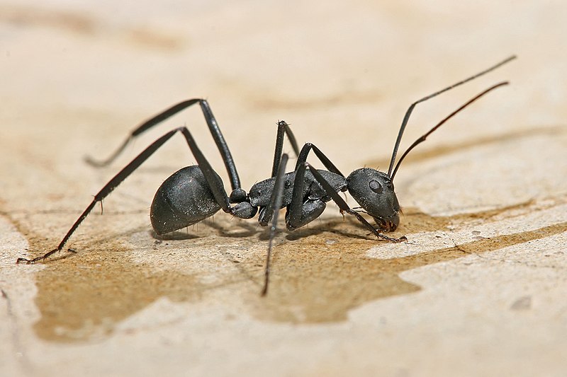 File:Carpenter ant Tanzania crop.jpg