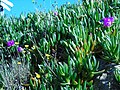 Carpobrotus edulis