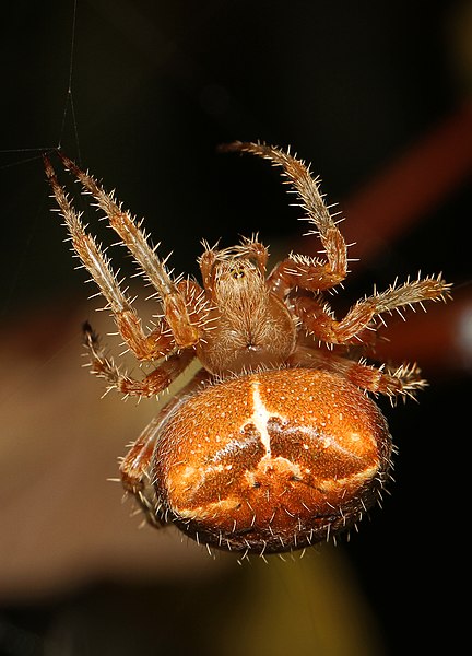 File:Cat-faced Spider - Araneus gemmoides, Coldstream, British Columbia - 02.jpg