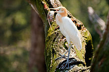 With a mouse Cattle Egret with mouse Feb 2009.jpg