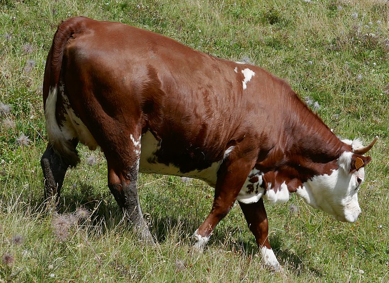 File:Cattle in Valtournenche valley 2.jpg