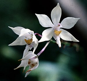 Flowers of Caularthron bicornutum