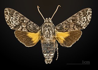 <i>Cautethia yucatana</i> Species of moth