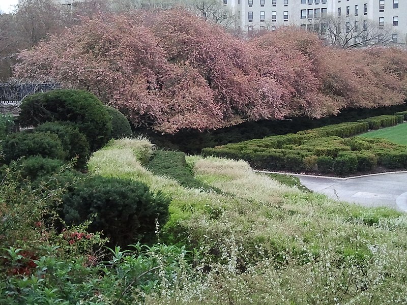 File:CentralPark 11.jpg