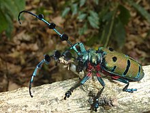 Kumbang Cerambycidae (dipotong).jpg