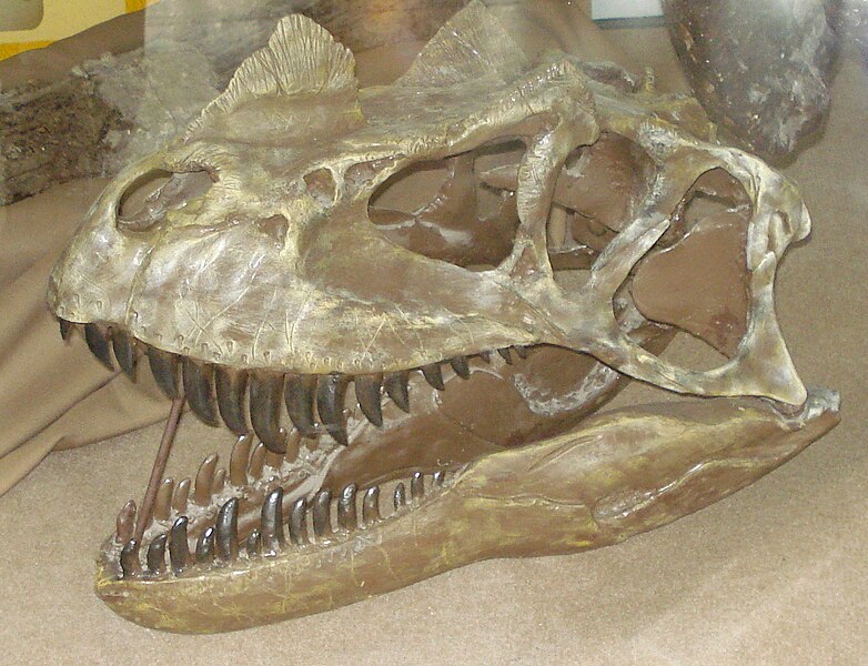 File:Ceratosaurus skull4-01-2011.JPG