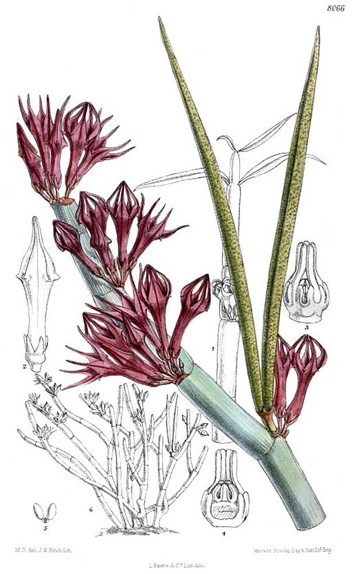 Ceropegia fusca