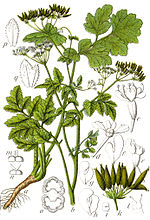 Chaerophyllum temulum Sturm37.jpg