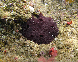 Dendroceratida Order of sponges