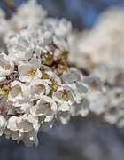 Cherry Blossom in High Park 33.jpg