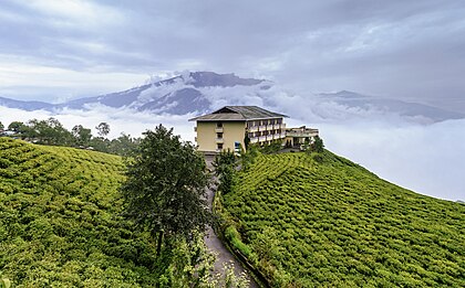 Plantação de chá (Camellia sinensis) em Namchi, Siquim, nordeste da Índia. O país é o segundo maior produtor de chá do mundo. O chá branco, o chá amarelo, o chá verde, o oolong, o chá escuro (que inclui o chá puerh) e o chá preto são todos colhidos de uma das duas principais variedades cultivadas atualmente, C. sinensis var. sinensis e C. s. var. assamica, mas são processados de forma diferente para atingir níveis variados de oxidação, sendo o chá preto o mais oxidado e o verde o menos oxidado. O Kukicha (chá de galhos) também é colhido da C. sinensis, mas usa galhos e caules em vez de folhas. (definição 4 520 × 2 804)