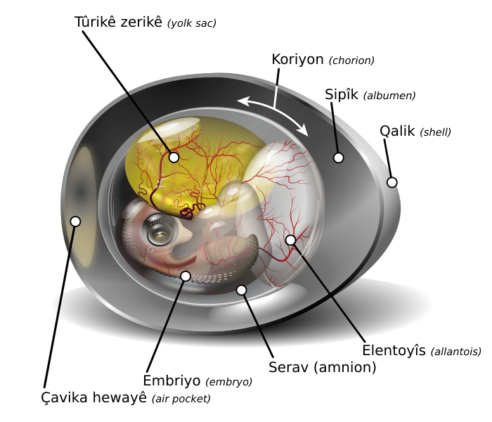 File:Chicken egg diagram ku.svg