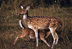 Chitals (Axis axis) doe and fawn (19723516843).jpg