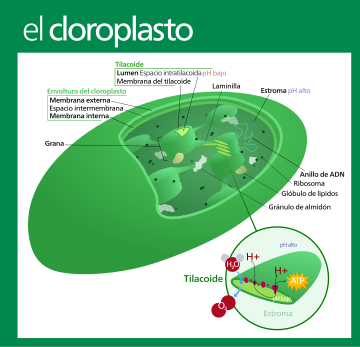 Envoltura del cloroplasto