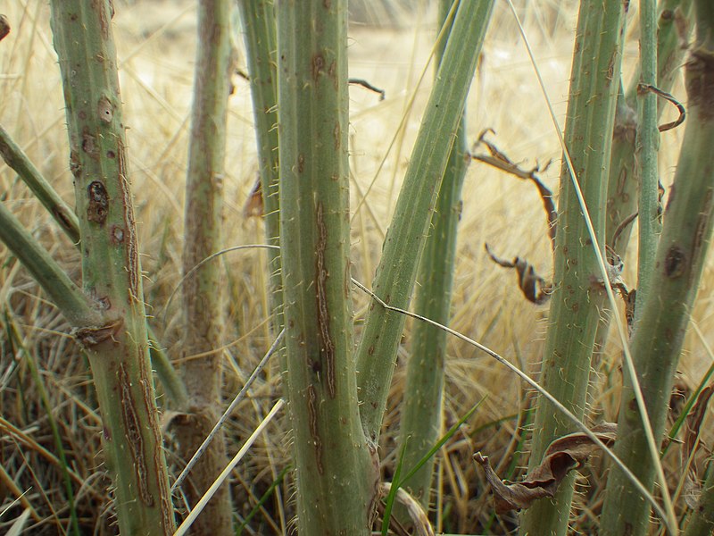 File:Chondrilla juncea (8186659244).jpg