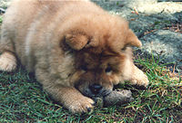 A Chow Chow puppy playing.