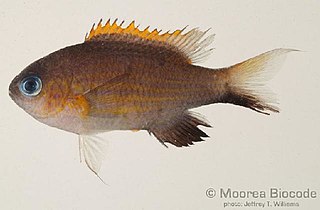 <i>Chromis vanderbilti</i> species of fish