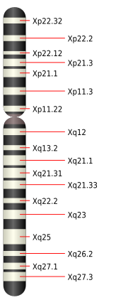 164px-Chromosome_X.svg.png