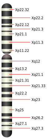 File:Chromosome X.svg