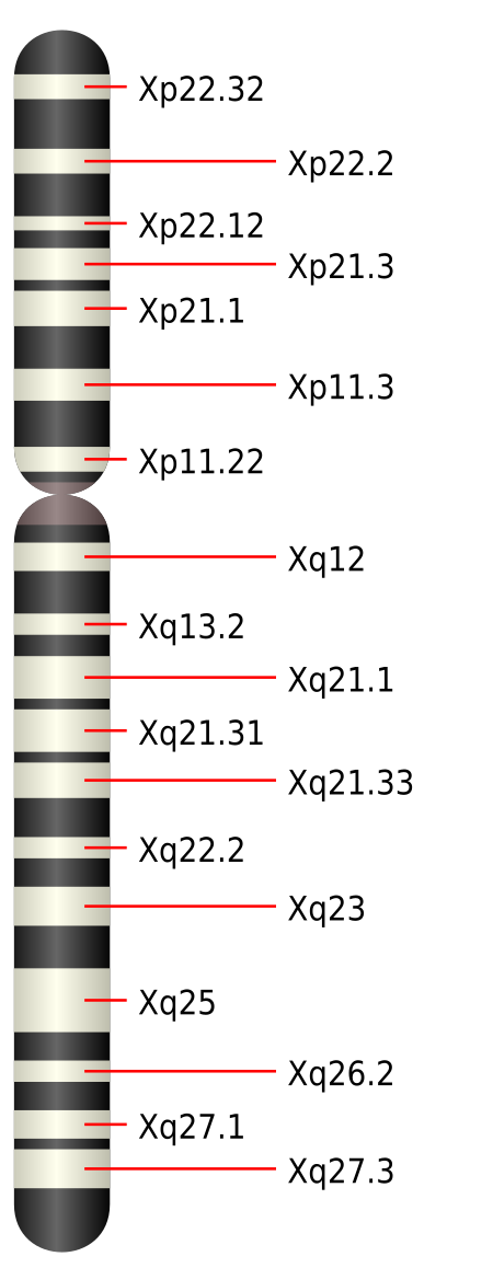 Tập_tin:Chromosome_X.svg