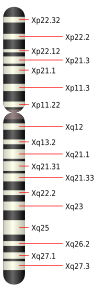 Ilustração mostrando o cromossomo X. Sua estrutura é alongada, e dividida em dois braços, o de cima menor do que o de baixo. Quase na extremidade do braço inferior, uma seta aponta e denomina o gene Xq27.1.