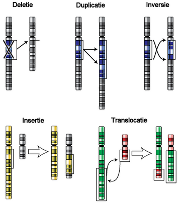 Inversie (chromosomen)