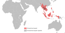 Chrysochroa buqueti distribution map.png