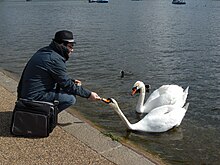 Un passante dà da mangiare a due esemplari di cigno reale presso Hyde Park a Londra