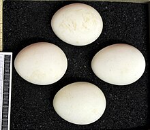 Eggs, Collection Museum Wiesbaden Circus cyaneus MWNH 0850.JPG