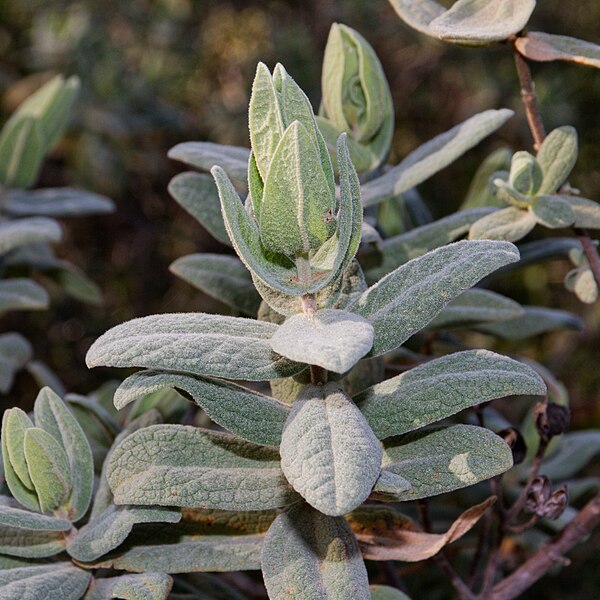 File:Cistus albidus-Ciste Blanchâtre-Branche-20210301.jpg