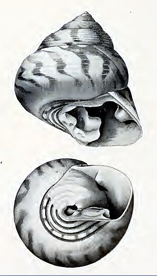 <i>Clanculus granti</i> Species of gastropod