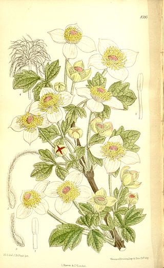 <i>Clematis chrysocoma</i> Species of flowering plant in the buttercup family Ranunculaceae