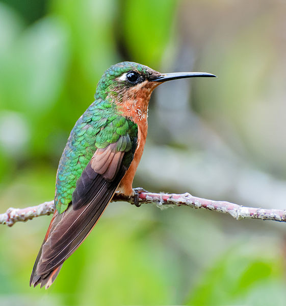 File:Clytolaema rubricauda -Campos do Jordao, Sao Paulo, Brazil -female-8.jpg