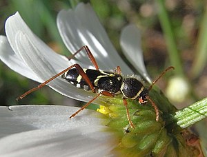 Clytus rhamni