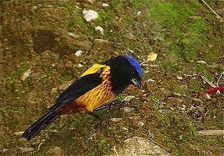 <span class="mw-page-title-main">Golden-backed mountain tanager</span> Species of bird