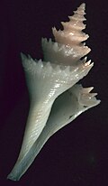 Shell of a Cochlespira sea snail Cochlespira radiata 001.jpg